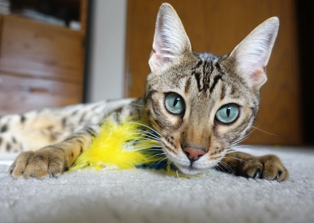 开云体育中国-鏖战法兰西,非典型英雄凯塞多,与绿茵的唯一法则